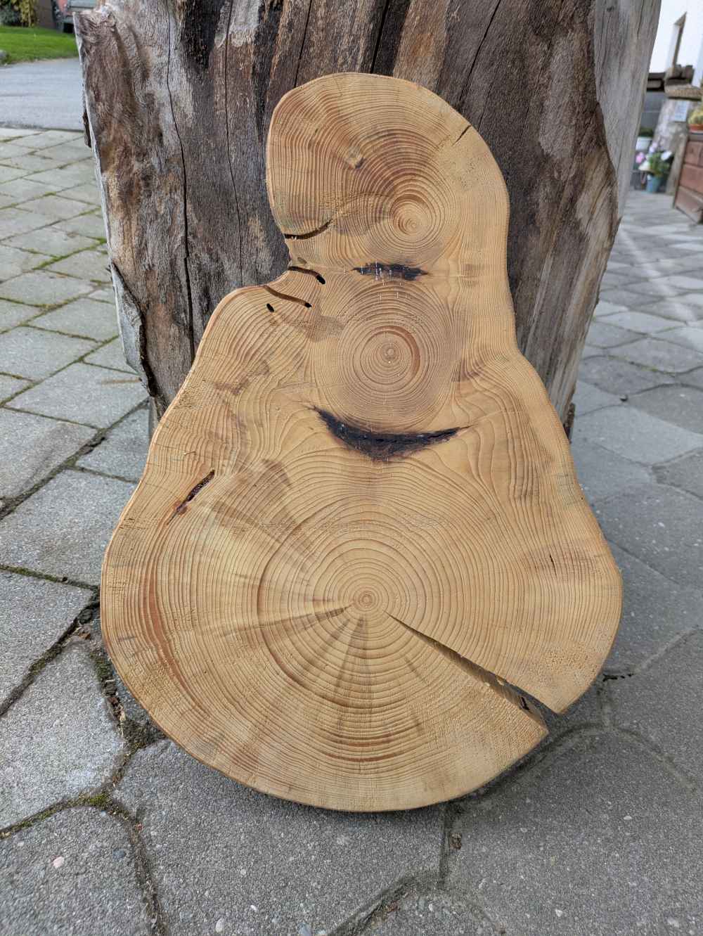 Baumscheibe Glockenform geschliffen & geölt