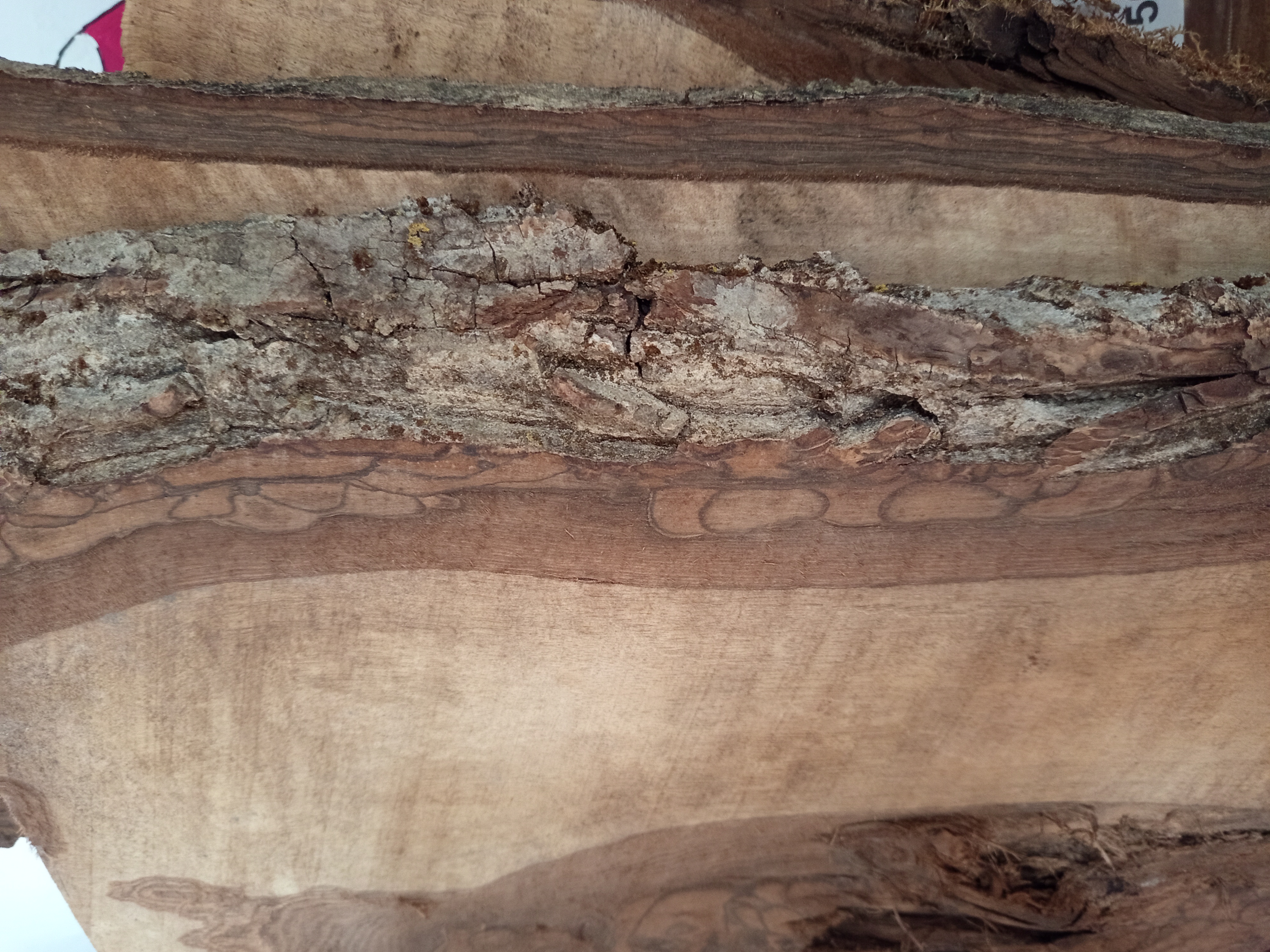 Holzbohle mit Baumkante