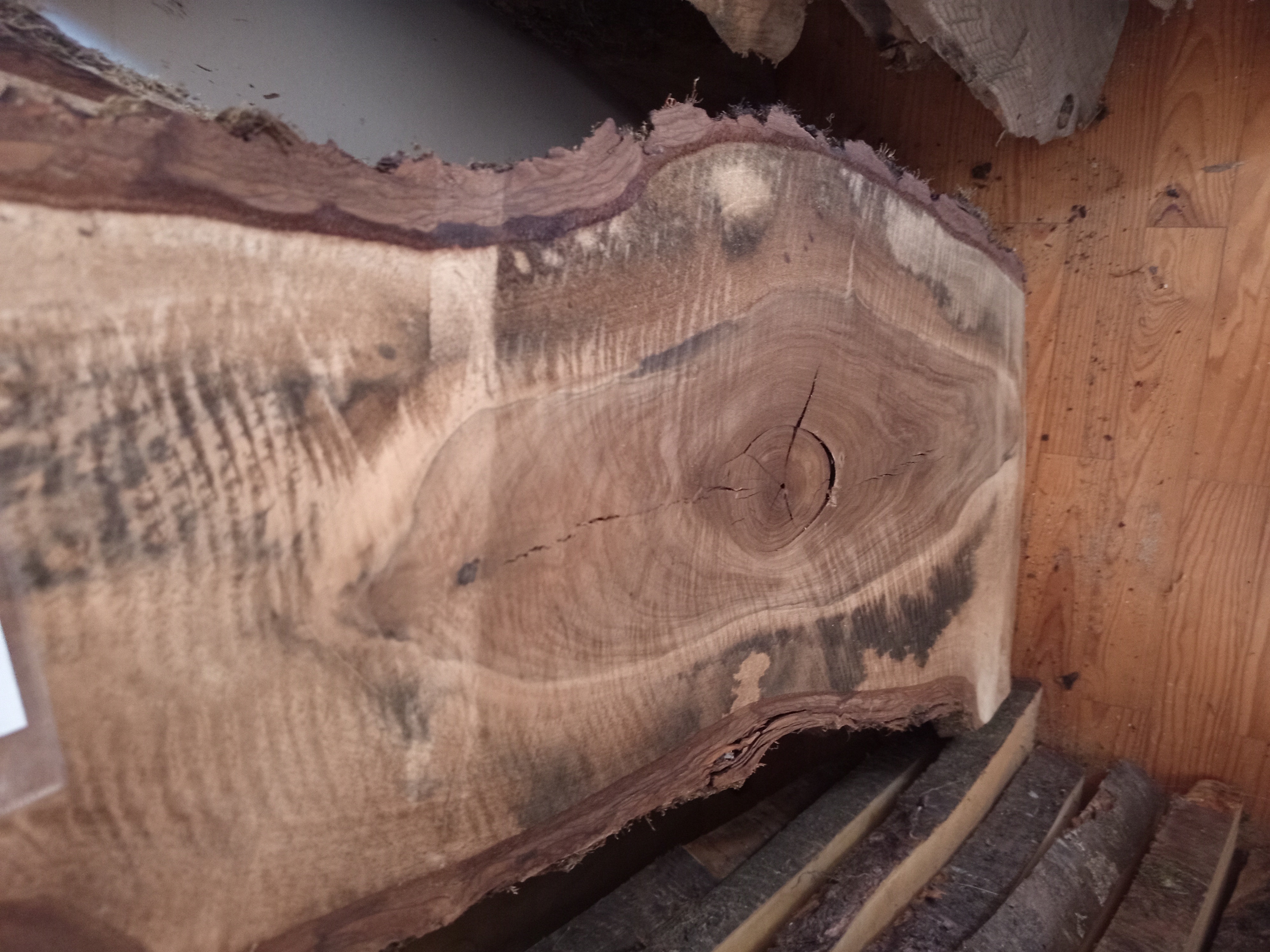 Holzbohle mit Baumrinde Y-Form