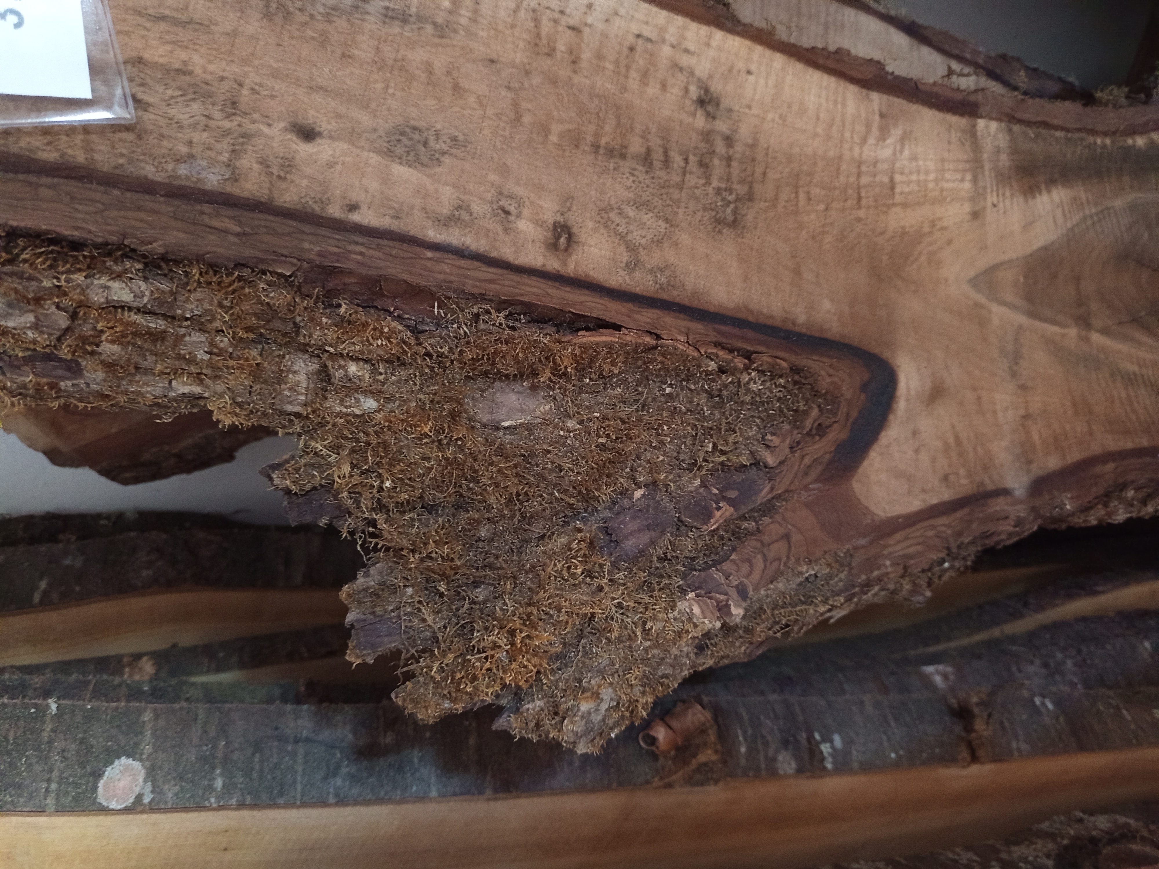 Holzbohle mit Baumkante und Astgabel