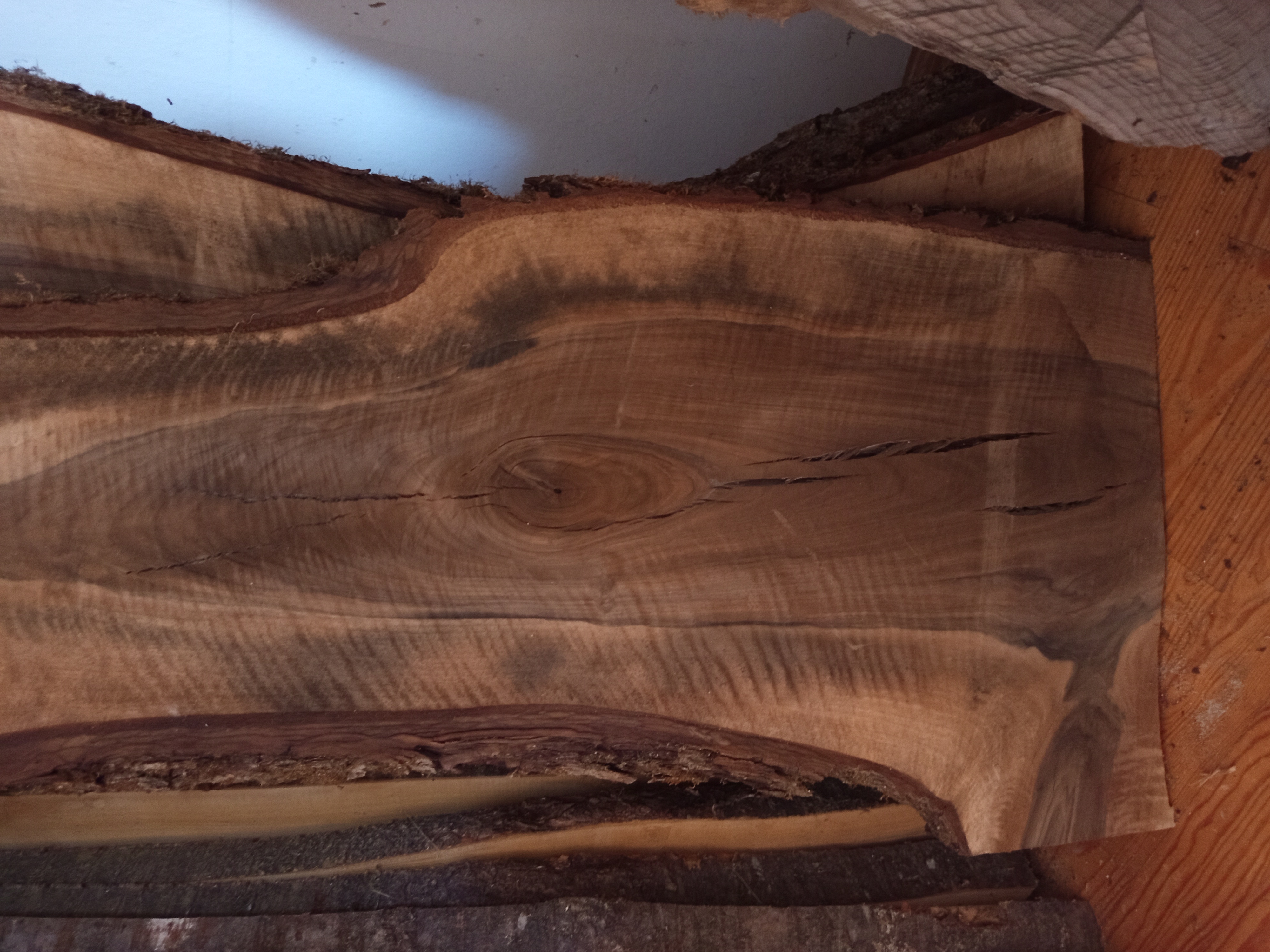 Holzbohle mit Baumkante und Astgabel