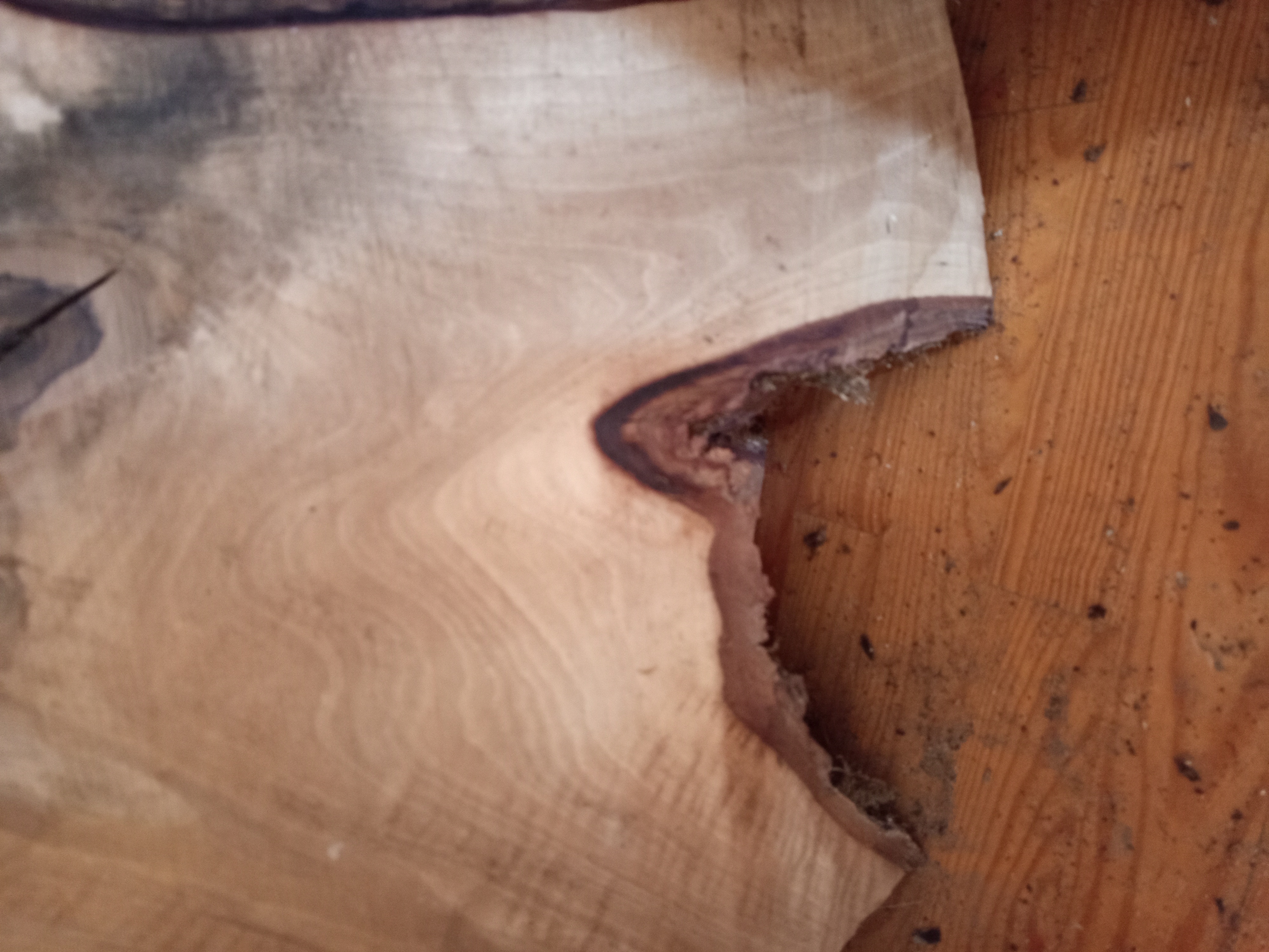 Holzbohle mit Baumkante