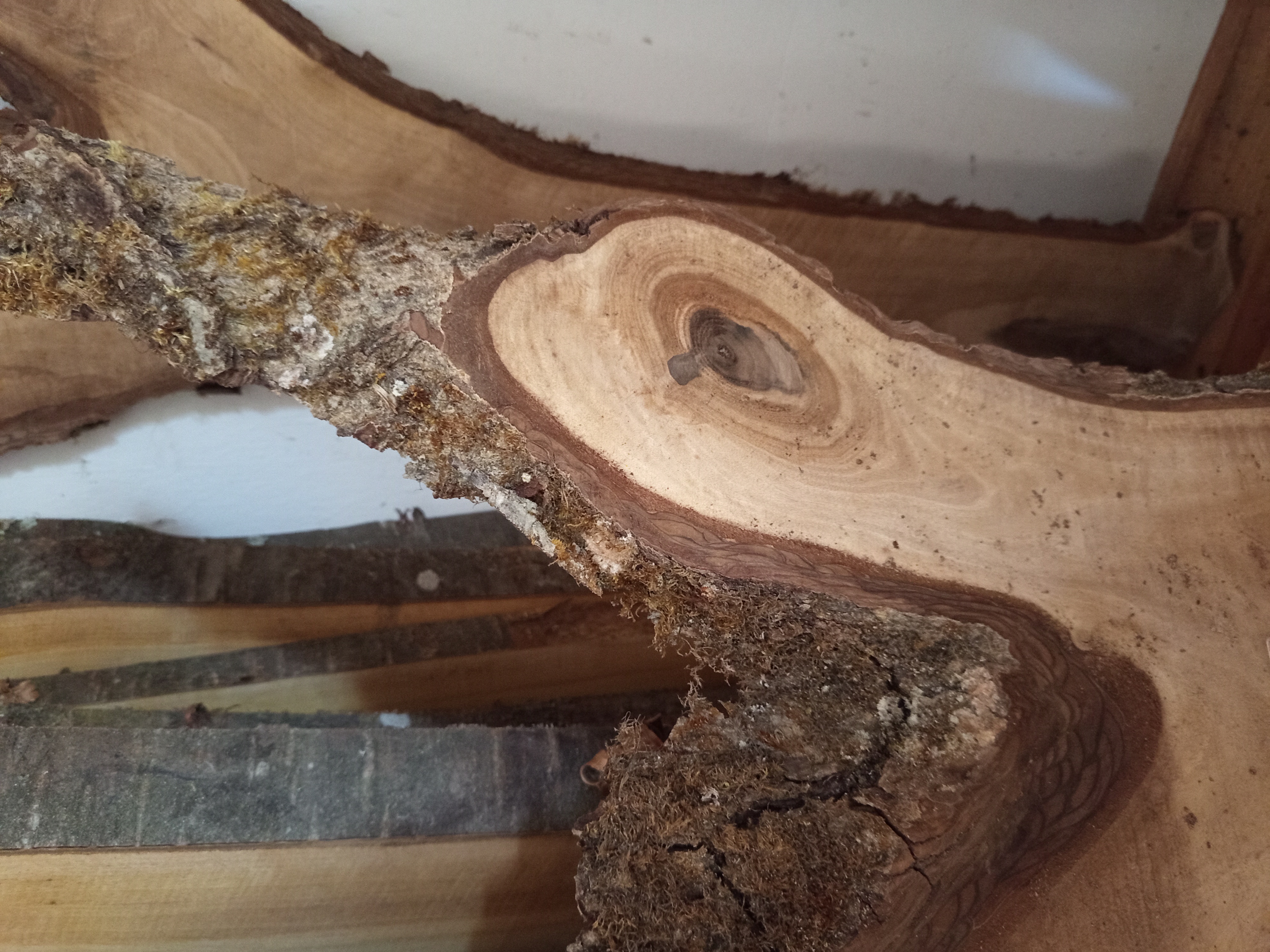 Holzbohle mit Baumkante Y-Form