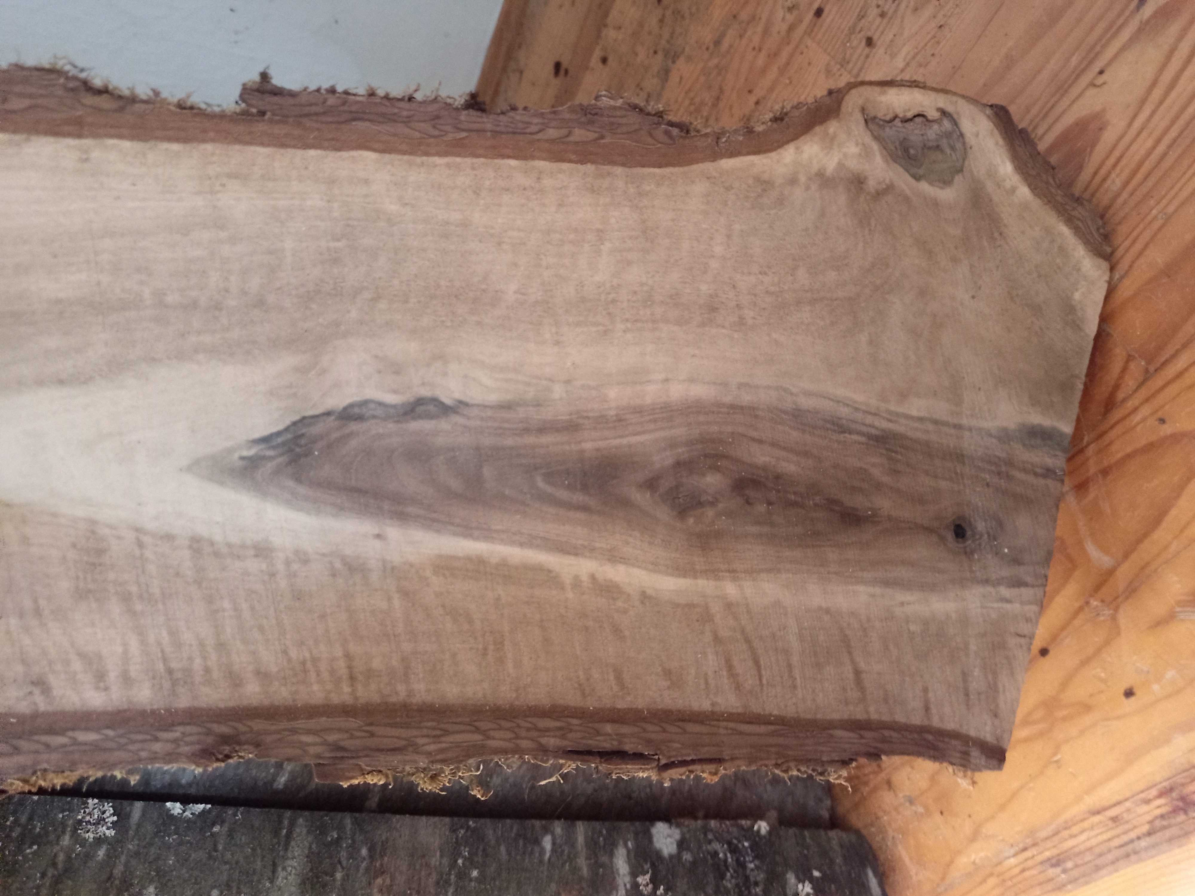 Holzbohle mit Baumkante in Y-Form