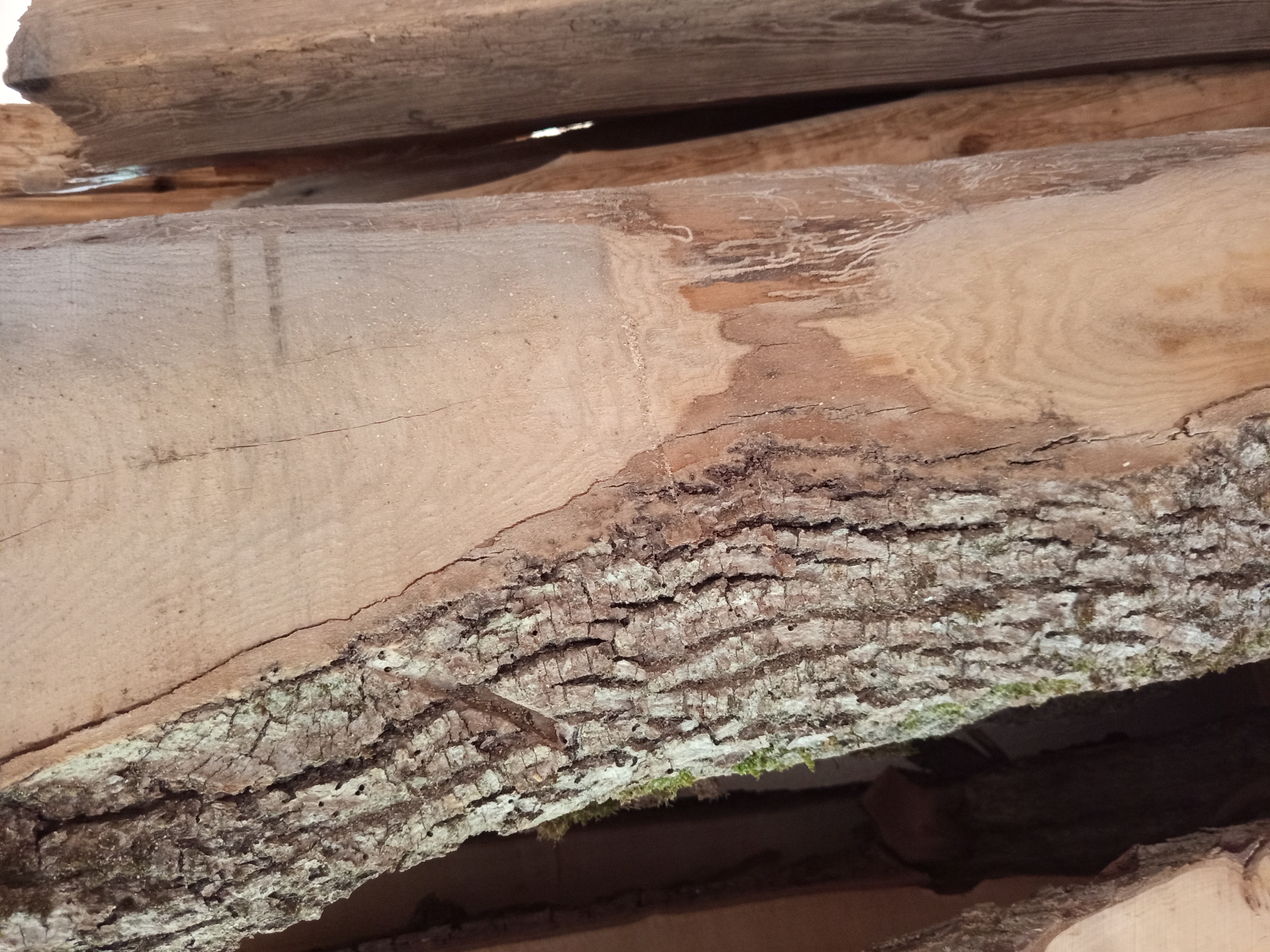 Holzbohle mit Baumkante