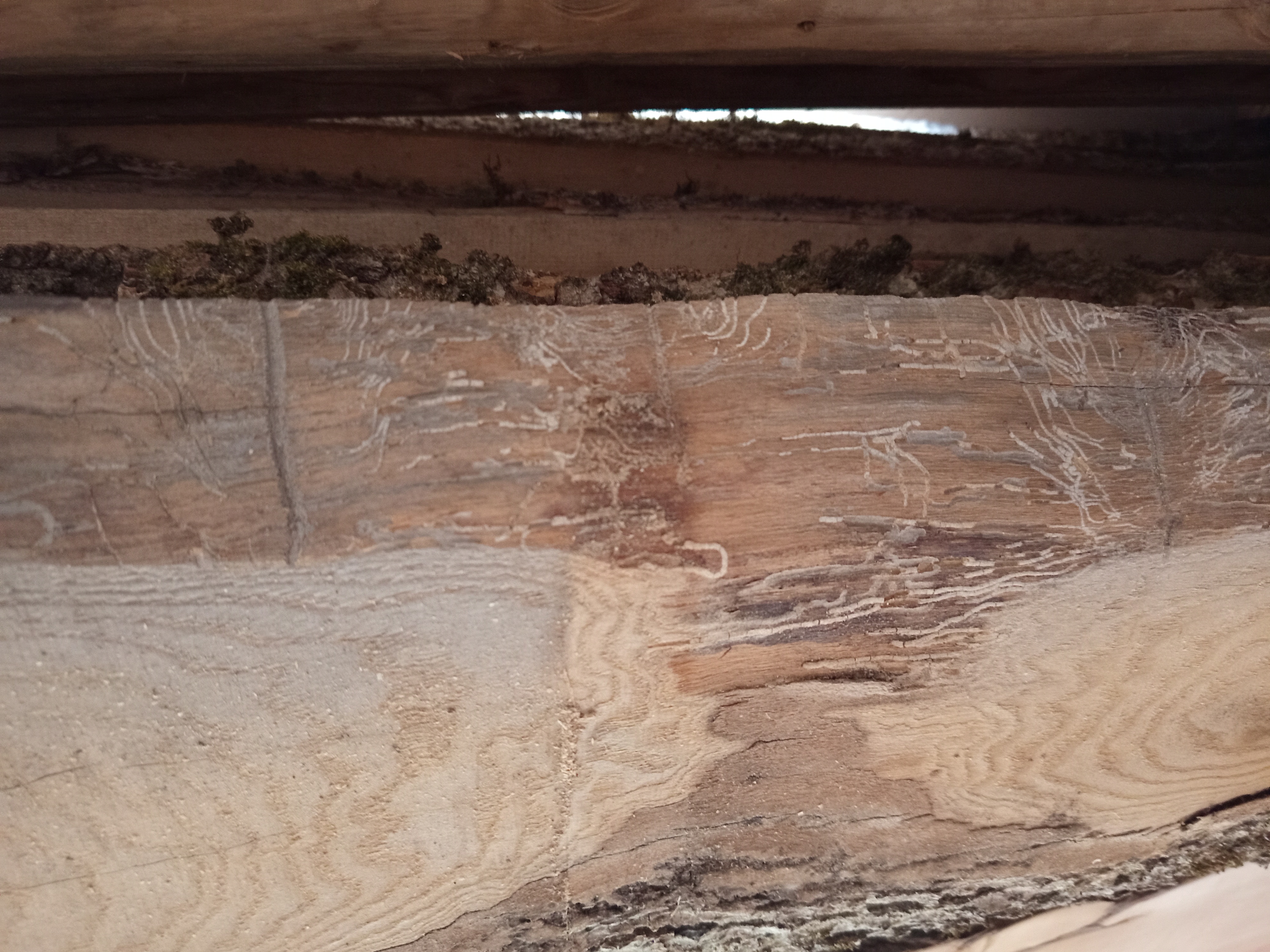 Holzbohle mit Baumkante
