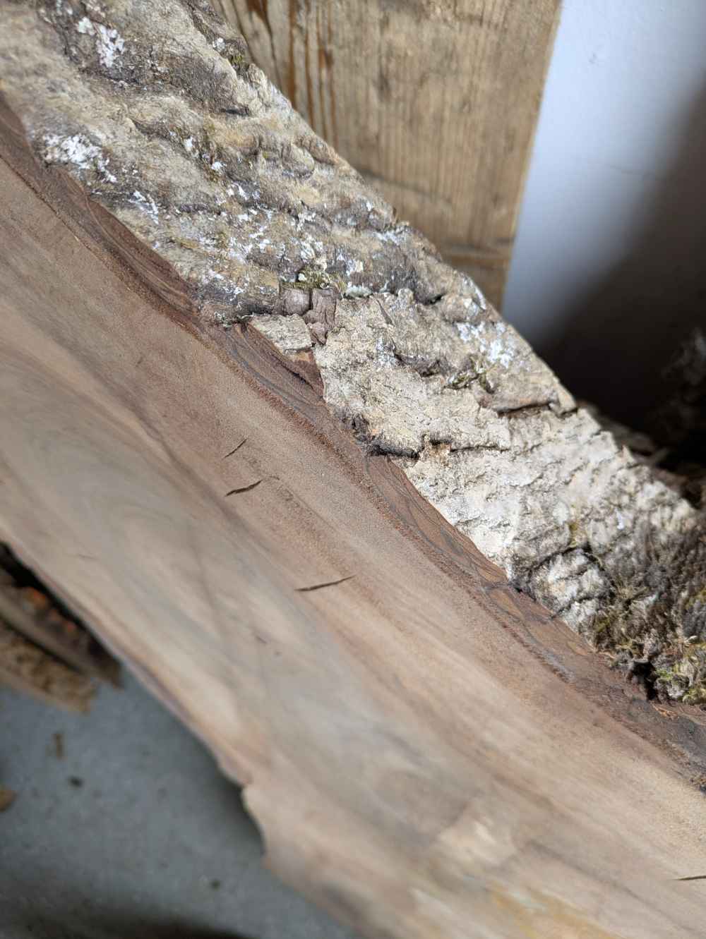 Baumscheibe groß (8)