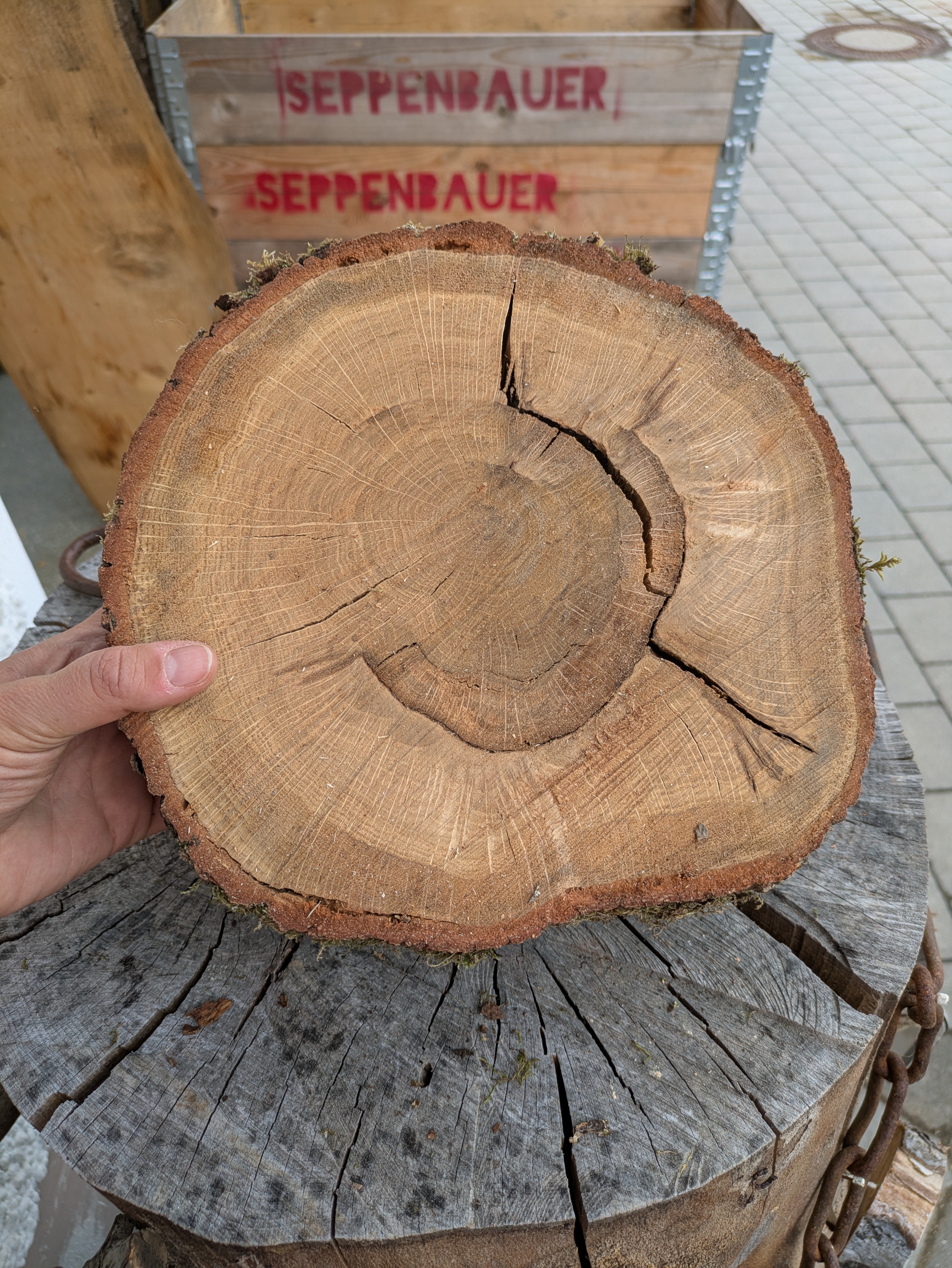Baumscheibe