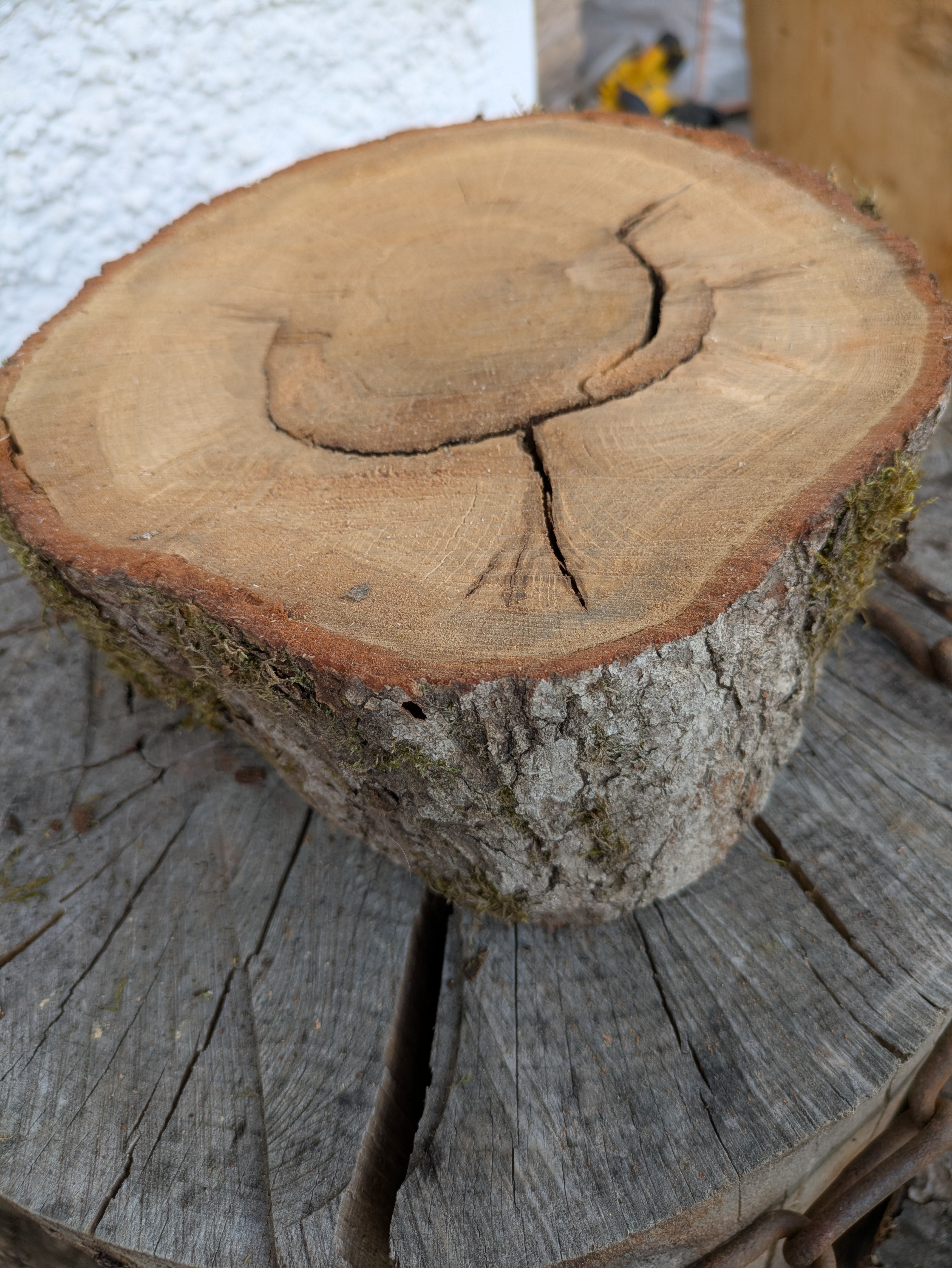 Baumscheibe