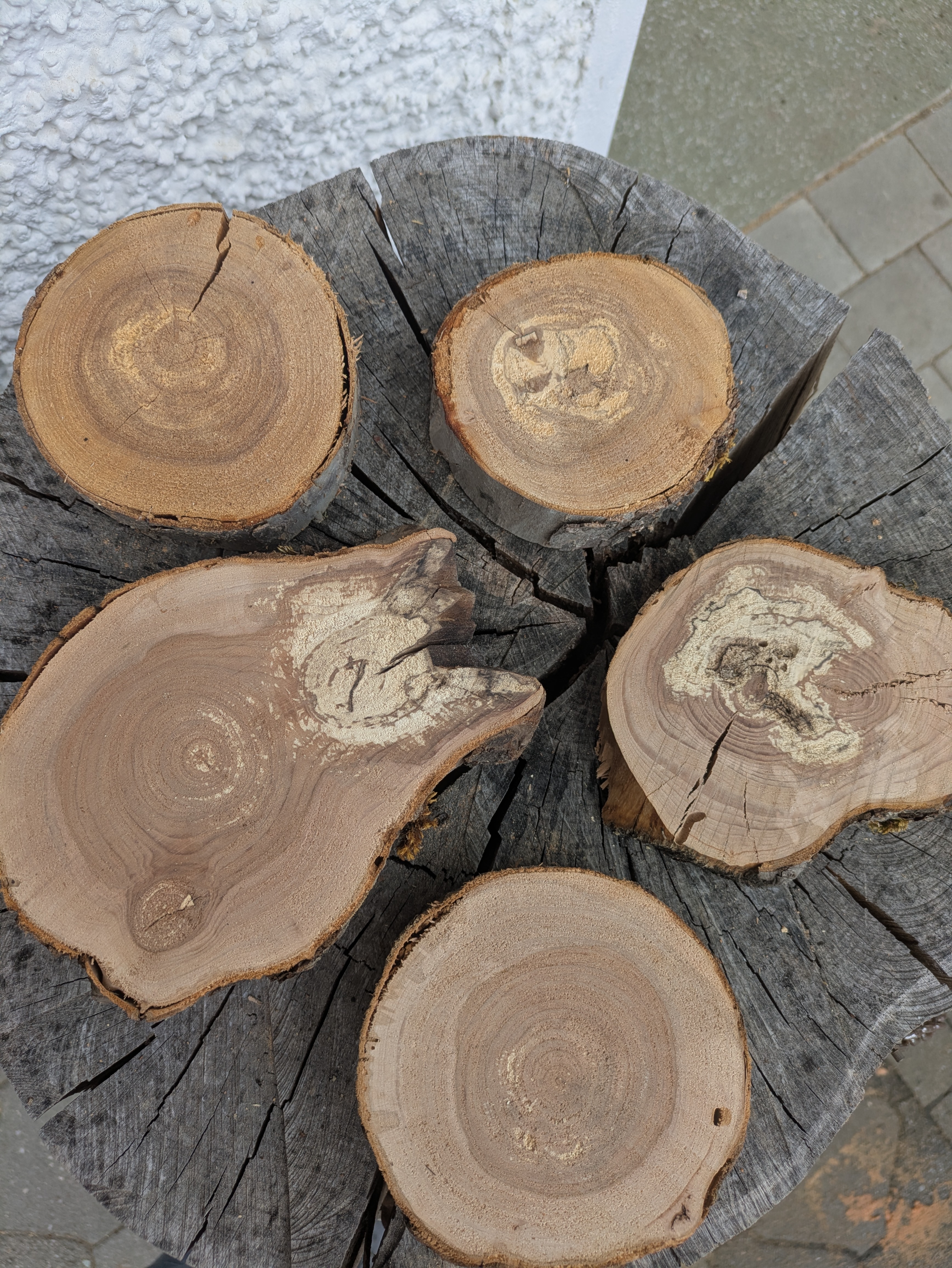 Baumscheibe Apfel