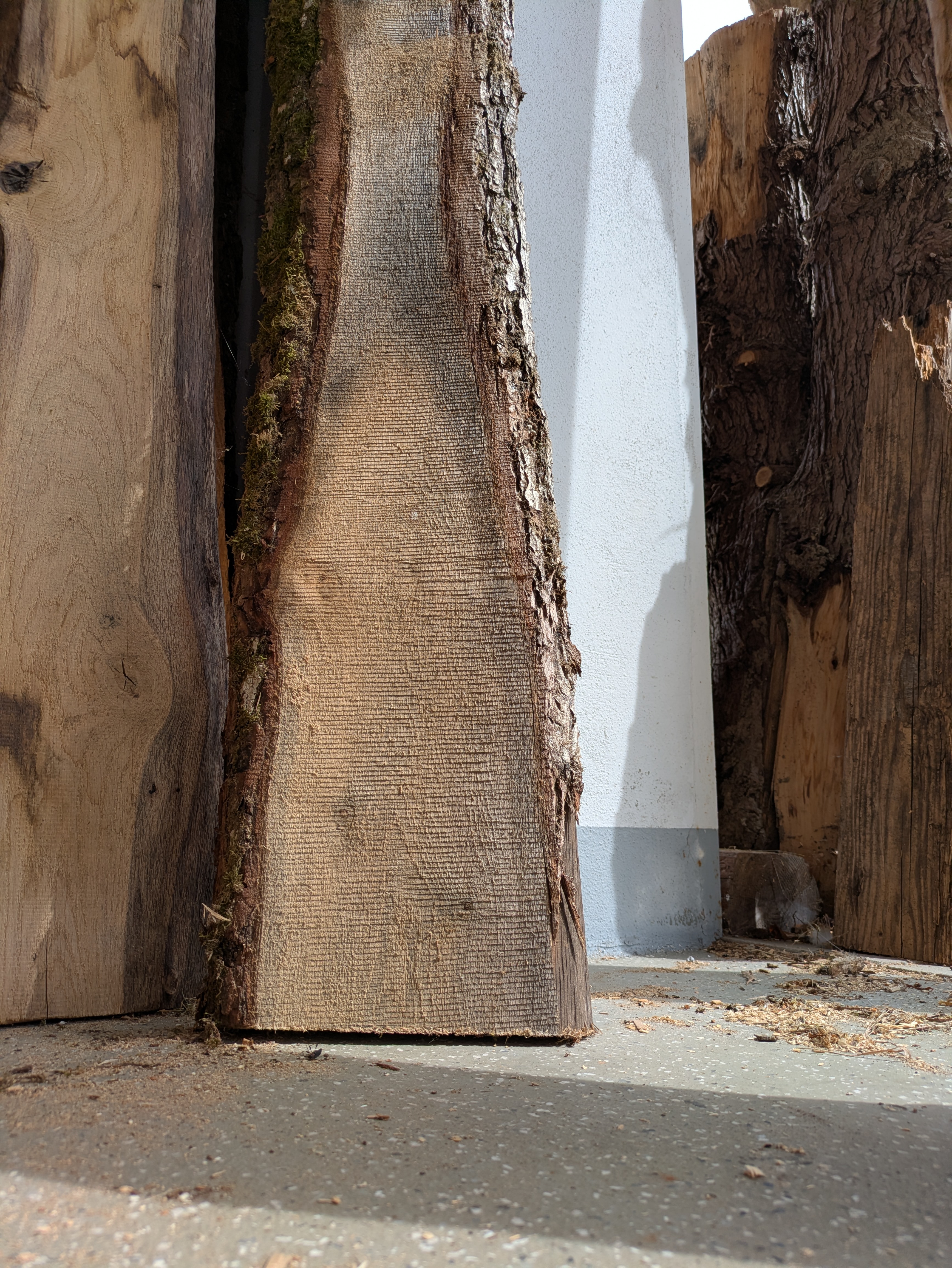 Holzbohle mit Baumkante