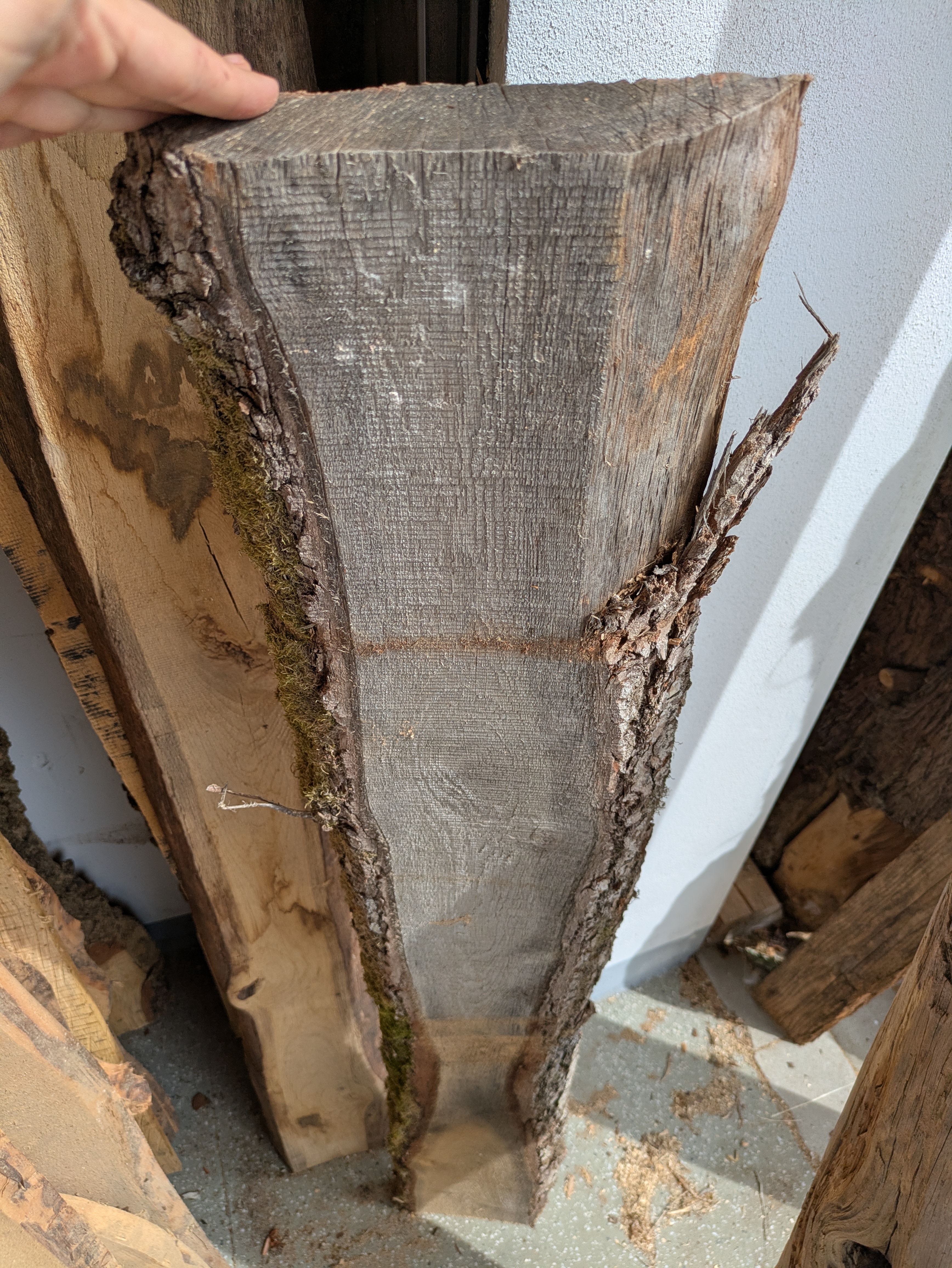 Holzbohle mit Baumkante