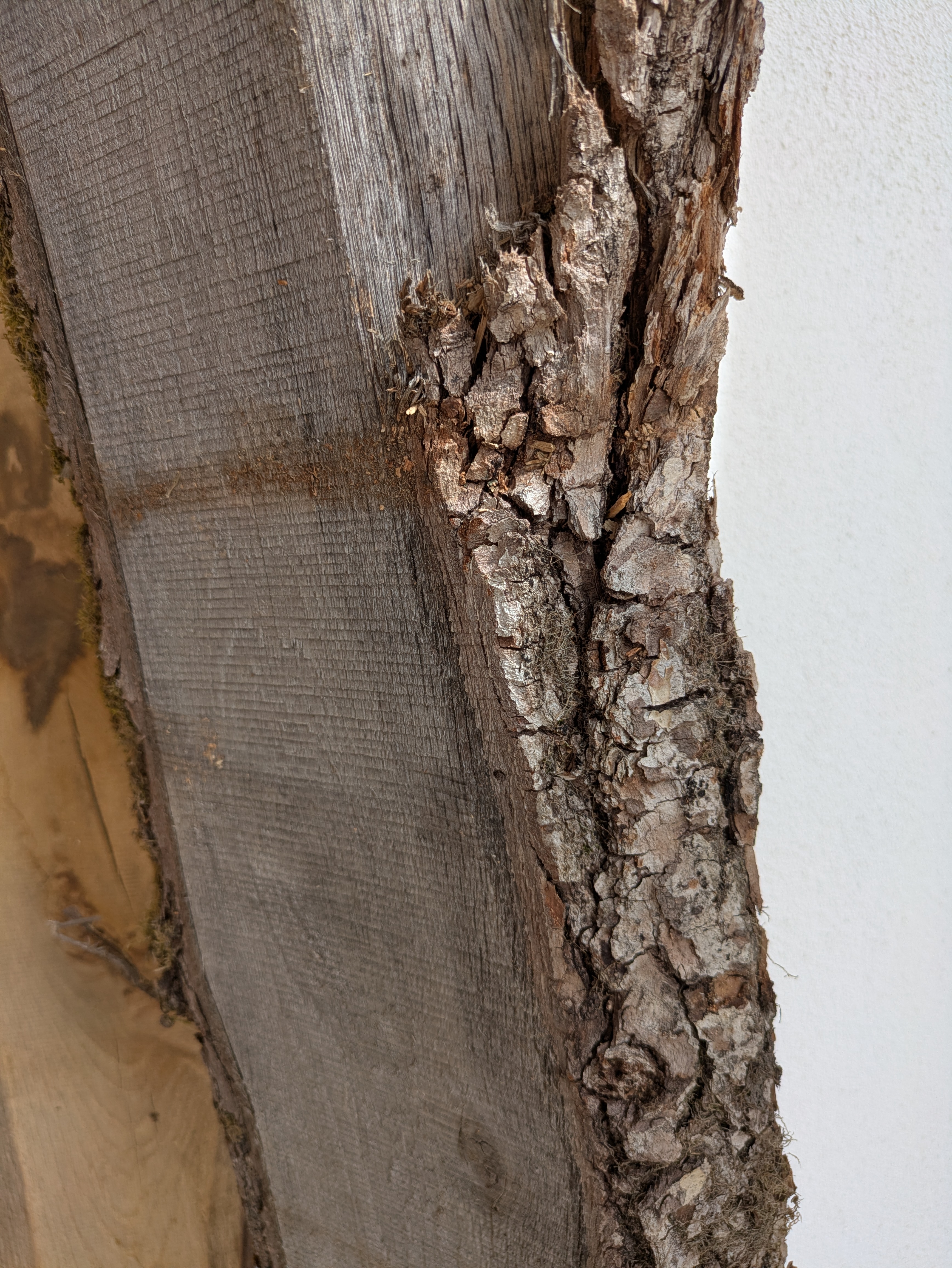 Holzbohle mit Baumkante