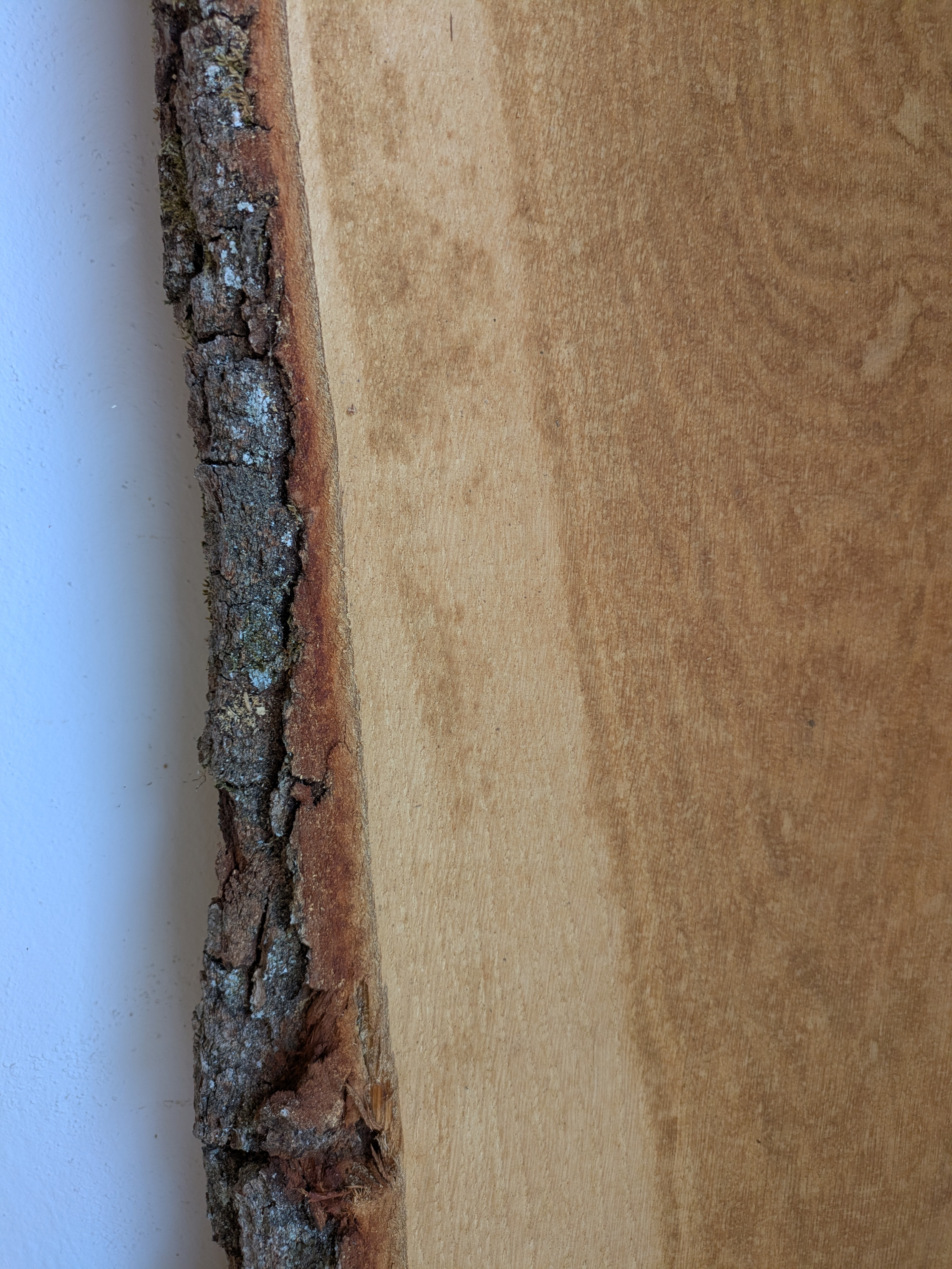 Holzbohle mit Baumkante